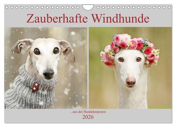Produktbild: Zauberhafte Windhunde (Wandkalender 2026 DIN A4 quer), CALVENDO Monatskalender