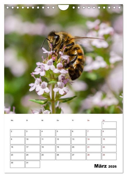 Produktbild: Hummeln und Bienen Terminplaner (Wandkalender 2026 DIN A4 hoch), CALVENDO Monatskalender