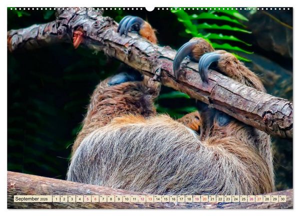Produktbild: Abh&auml;ngen - Faultier (hochwertiger Premium Wandkalender 2026 DIN A2 quer), Kunstdruck in Hochglanz