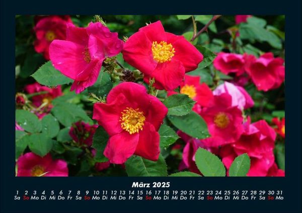 Produktbild: Blumenträume 2025 Fotokalender DIN A4