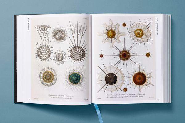 Produktbild: The Art and Science of Ernst Haeckel