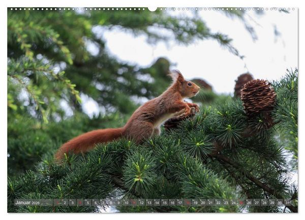 Produktbild: Eichh&ouml;rnchen am Fenster (Wandkalender 2026 DIN A2 quer), CALVENDO Monatskalender