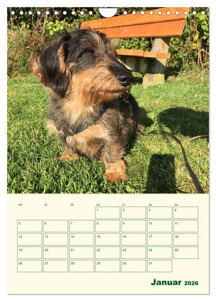 Produktbild: Schorschi &ndash; Ein Jahr mit dem bayrischen Rauhhaardackel (Wandkalender 2026 DIN A4 hoch), CALVENDO Monatskalender