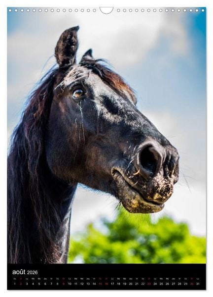 Produktbild: Chevaux en Portraits (Calendrier mural 2026 DIN A3 horizontal), CALVENDO calendrier mensuel