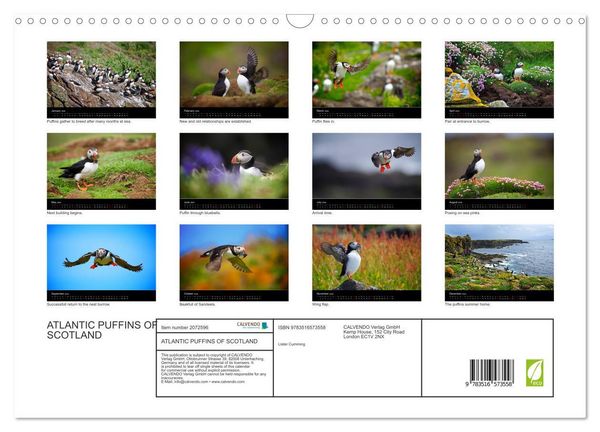 Produktbild: ATLANTIC PUFFINS OF SCOTLAND (Wall Calendar 2026 DIN A3 landscape), CALVENDO 12 Month Wall Calendar