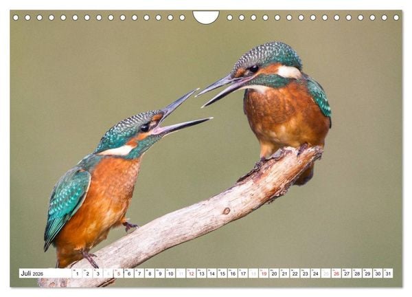 Produktbild: Faszination Eisvogel (Wandkalender 2026 DIN A4 quer), CALVENDO Monatskalender
