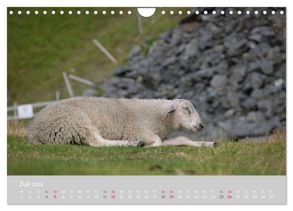 Produktbild: Ganz sch&ouml;n Schaf (Wandkalender 2026 DIN A4 quer), CALVENDO Monatskalender