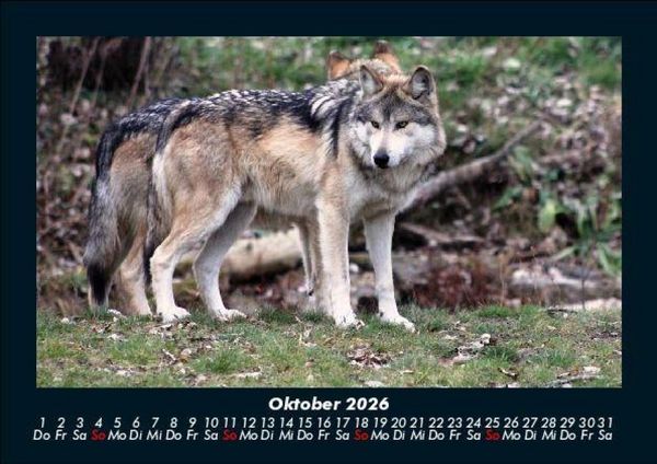 Produktbild: Tiere in der Wildnis 2026 Fotokalender DIN A5