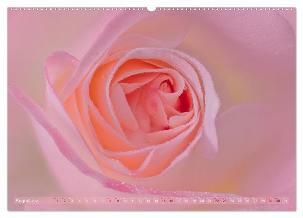 Produktbild: Rosen im Morgentau (Wandkalender 2026 DIN A2 quer), CALVENDO Monatskalender