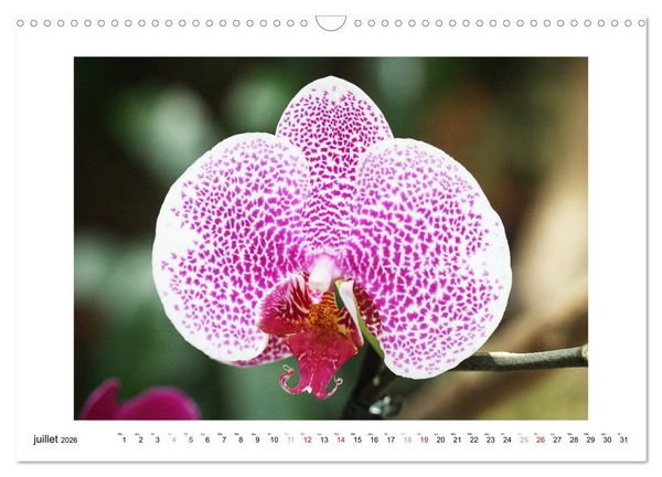 Produktbild: L'orchid&eacute;e Phalaenopsis (Calendrier mural 2026 DIN A3 vertical), CALVENDO calendrier mensuel