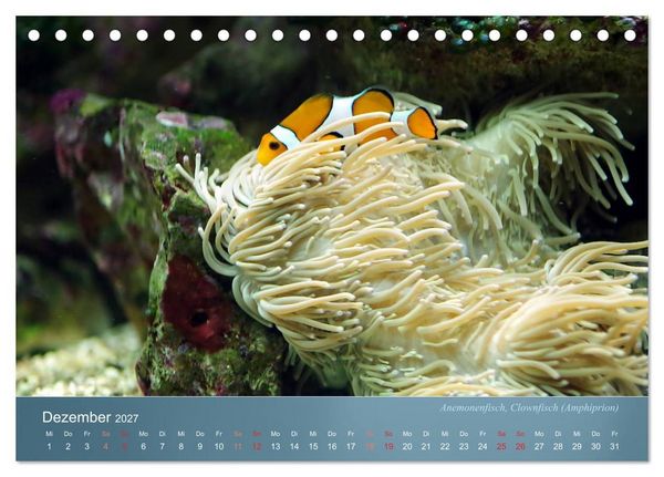 Produktbild: Bunte Riffbewohner - Fische, Anemonen und noch viel mehr (Tischkalender 2027 DIN A5 quer), CALVENDO Monatskalender