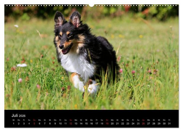 Produktbild: Shelties 2026 (Wandkalender 2026 DIN A2 quer), CALVENDO Monatskalender