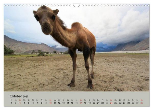 Produktbild: Kamel Portr&auml;t (Wandkalender 2027 DIN A3 quer), CALVENDO Monatskalender