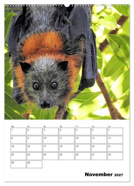 Produktbild: Australiens faszinierende Tierwelt (Wandkalender 2027 DIN A2 hoch), CALVENDO Monatskalender