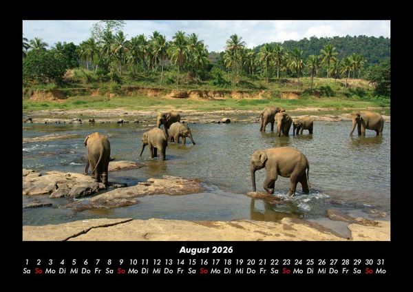 Produktbild: Der Elefantenkalender 2026 Fotokalender DIN A3
