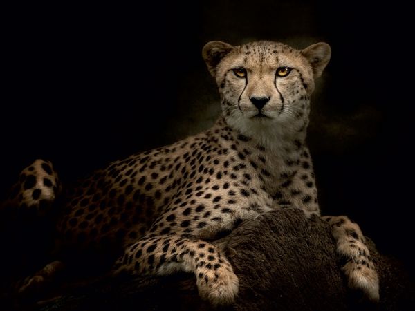 Produktbild: CALVENDO Puzzle Gepard 1000 Teile Puzzle quer | 1000 Teile Lege-Gr&ouml;&szlig;e 64 &times; 48 cm Foto-Puzzle f&uuml;r gl&uuml;ckliche Stunden