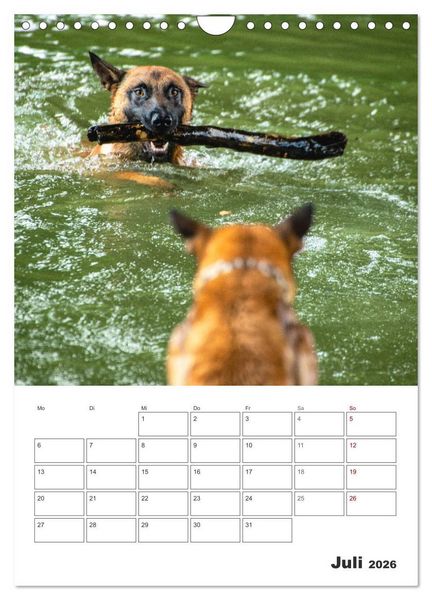 Produktbild: Malinois Power auf vier Pfoten (Wandkalender 2026 DIN A4 hoch), CALVENDO Monatskalender