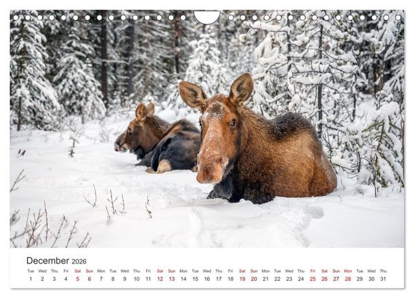 Produktbild: Wild Canada (Wall Calendar 2026 DIN A4 landscape), CALVENDO 12 Month Wall Calendar