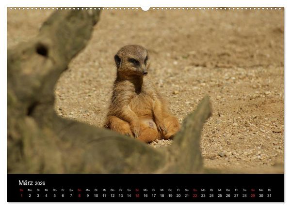 Produktbild: Erdm&auml;nnchen &ndash; Zusammen sind wir stark / CH-Version (Wandkalender 2026 DIN A2 quer), CALVENDO Monatskalender