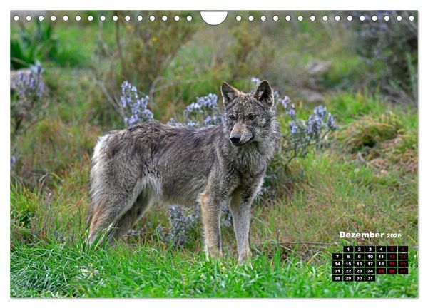 Produktbild: Willkommen Wolf (Wandkalender 2026 DIN A4 quer), CALVENDO Monatskalender