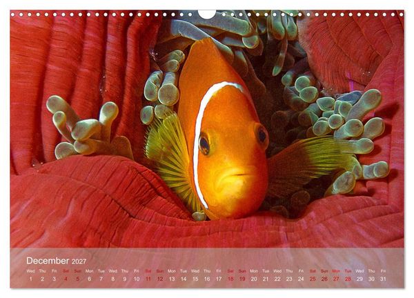 Produktbild: Anemonefish - always busy - always on the move (Wall Calendar 2027 DIN A3 landscape), CALVENDO 12 Month Wall Calendar