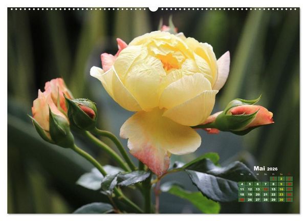 Produktbild: Sommerliche Bl&uuml;tentr&auml;ume (Wandkalender 2026 DIN A2 quer), CALVENDO Monatskalender