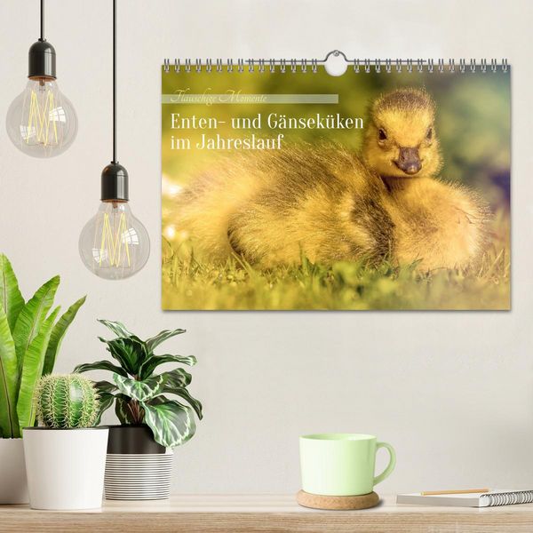 Produktbild: Flauschige Momente! Enten- und G&auml;nsek&uuml;ken im Jahreslauf (Wandkalender 2026 DIN A4 quer), CALVENDO Monatskalender