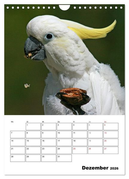 Produktbild: Papageien - Graupapagei, Rosella und Co. (Wandkalender 2026 DIN A4 hoch), CALVENDO Monatskalender