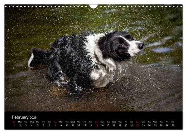 Produktbild: Beauty of a Border Collie (Wall Calendar 2026 DIN A3 landscape), CALVENDO 12 Month Wall Calendar