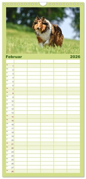 Produktbild: Familienplaner 2026 - Collies - charmante Herzensbrecher mit 5 Spalten (Wandkalender, 21 x 45 cm) CALVENDO