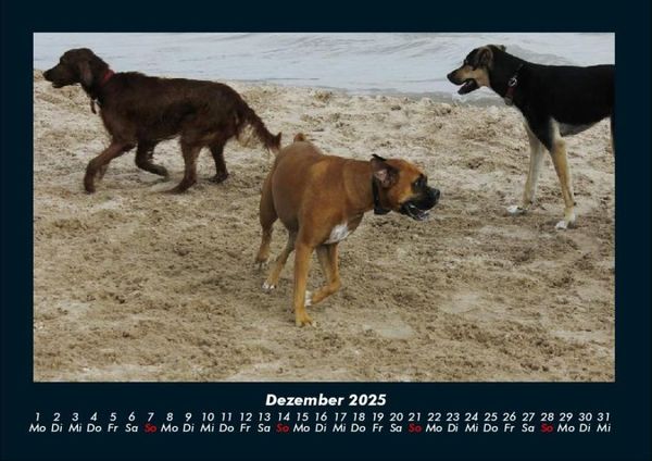 Produktbild: Hunde 2025 Fotokalender DIN A4