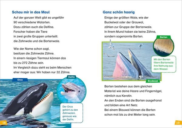 Produktbild: WAS IST WAS Erstes Lesen Band 1. Wale und Delfine