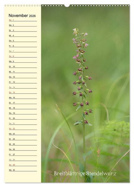 Produktbild: Wildwachsende Orchideen in Bayern (Wandkalender 2026 DIN A2 hoch), CALVENDO Monatskalender