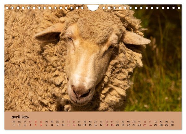 Produktbild: Les animaux de nos fermes (Calendrier mural 2026 DIN A4 vertical), CALVENDO calendrier mensuel
