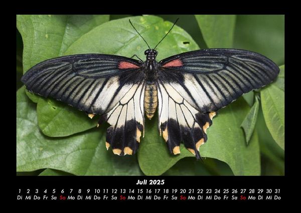 Produktbild: Bunte Pracht der Schmetterlinge 2025 Fotokalender DIN A3