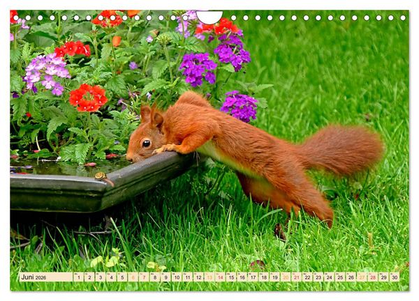Produktbild: Eichh&ouml;rnchen - immer wieder s&uuml;&szlig; (Wandkalender 2026 DIN A4 quer), CALVENDO Monatskalender