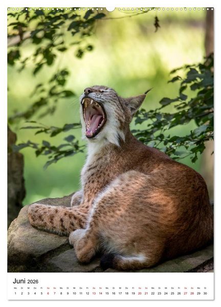 Produktbild: Der eurasische Luchs (hochwertiger Premium Wandkalender 2026 DIN A2 hoch), Kunstdruck in Hochglanz