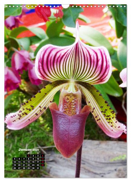 Produktbild: Kleine Orchideensch&auml;tze (Wandkalender 2026 DIN A3 hoch), CALVENDO Monatskalender