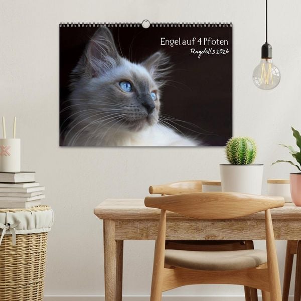 Produktbild: Engel auf 4 Pfoten - Ragdolls 2026 (Wandkalender 2026 DIN A3 quer), CALVENDO Monatskalender