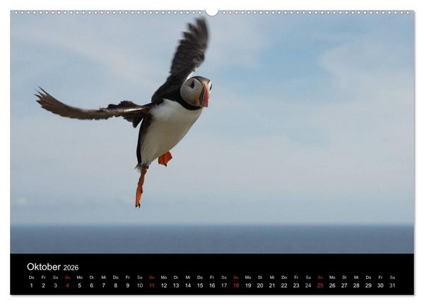 Produktbild: Papageientaucher 2026 (Wandkalender 2026 DIN A2 quer), CALVENDO Monatskalender