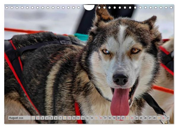 Produktbild: Huskies - Schlittenhunde (Wandkalender 2026 DIN A4 quer), CALVENDO Monatskalender