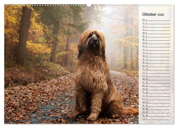 Produktbild: Der Briard 2026 - Ein echter Charmeur (hochwertiger Premium Wandkalender 2026 DIN A2 quer), Kunstdruck in Hochglanz