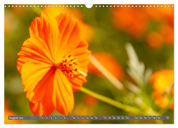 Produktbild: Blumenpracht der Welt (Wandkalender 2026 DIN A3 quer), CALVENDO Monatskalender