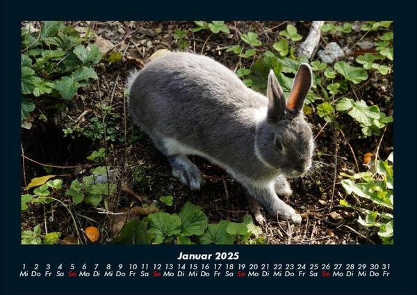Produktbild: Haustierkalender 2025 Fotokalender DIN A4
