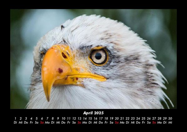 Produktbild: Adler 2025 Fotokalender DIN A3
