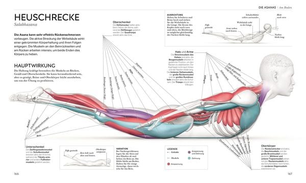 Produktbild: Yoga verstehen - Die Anatomie der Yoga-Haltungen