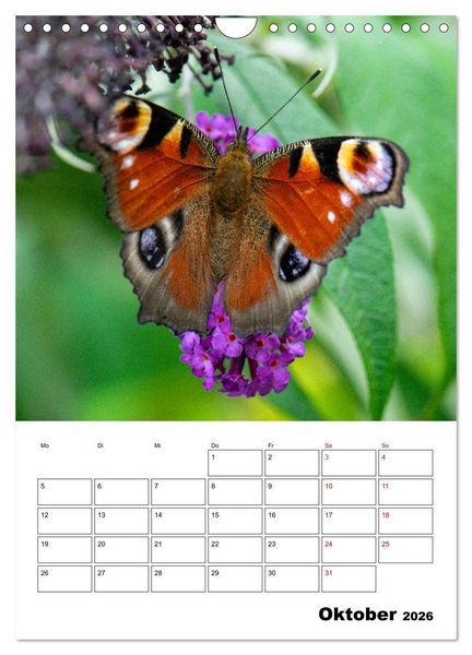 Produktbild: Insekten im Fokus (Wandkalender 2026 DIN A4 hoch), CALVENDO Monatskalender
