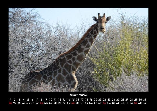 Produktbild: Giraffen 2026 Fotokalender DIN A3