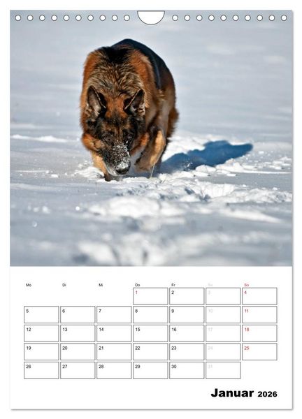 Produktbild: Deutsche Sch&auml;ferhunde - Seelentr&ouml;ster auf vier Pfoten (Wandkalender 2026 DIN A4 hoch), CALVENDO Monatskalender