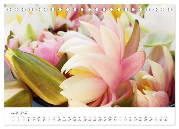 Produktbild: N&eacute;nuphars enchanteurs (Calendrier de bureau 2026 DIN A5 vertical), CALVENDO calendrier mensuel
